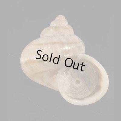 画像1: スジシマヤマタマキビ (仮称)