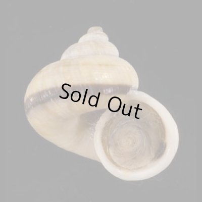 画像1: スジシマヤマタマキビ (仮称)