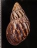 エドワードベニアフリカマイマイ(カメルーン) Archachatina marginata eduardifig.2