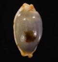 Bistolida stolida clavicola クラビコラスソヨツメダカラ (仮称)