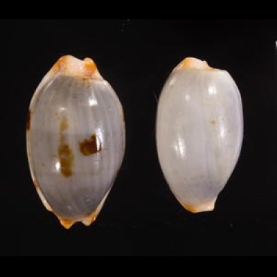 クラビコラスソヨツメダカラ (仮称) Bistolida stolida clavicolafig.1