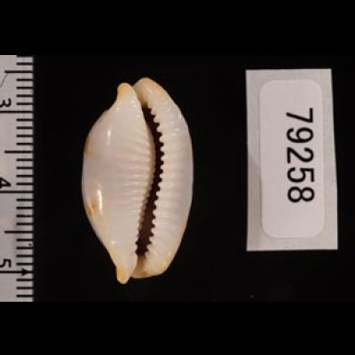 クラビコラスソヨツメダカラ (仮称) Bistolida stolida clavicolafig.2
