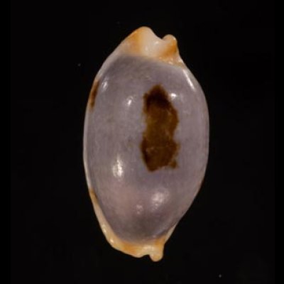 クラビコラスソヨツメダカラ (仮称) Bistolida stolida clavicolafig.1