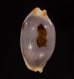 クラビコラスソヨツメダカラ (仮称) Bistolida stolida clavicolafig.1