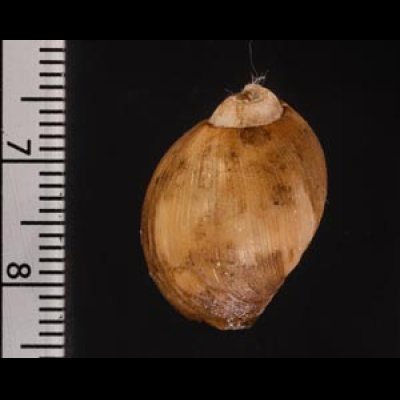 ヒメモスソガイ Volutharpa ampullacea ampullaceafig.2