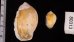 ヒメモスソガイ Volutharpa  ampullacea ampullaceafig.2
