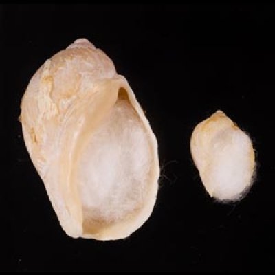 ヒメモスソガイ Volutharpa  ampullacea ampullaceafig.1