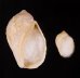 ヒメモスソガイ Volutharpa  ampullacea ampullaceafig.1