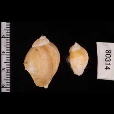 ヒメモスソガイ Volutharpa  ampullacea ampullaceafig.2