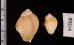 ヒメモスソガイ Volutharpa  ampullacea ampullaceafig.2