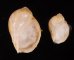 ヒメモスソガイ Volutharpa  ampullacea ampullaceafig.1