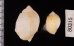 ヒメモスソガイ Volutharpa  ampullacea ampullaceafig.2