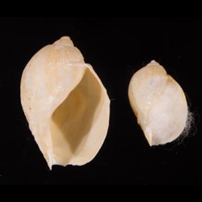 ヒメモスソガイ Volutharpa  ampullacea ampullaceafig.1