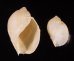 ヒメモスソガイ Volutharpa  ampullacea ampullaceafig.1