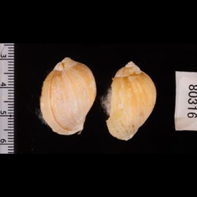 ヒメモスソガイ Volutharpa  ampullacea ampullaceafig.2