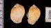 ヒメモスソガイ Volutharpa  ampullacea ampullaceafig.2