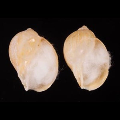 ヒメモスソガイ Volutharpa  ampullacea ampullaceafig.1