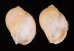 ヒメモスソガイ Volutharpa  ampullacea ampullaceafig.1