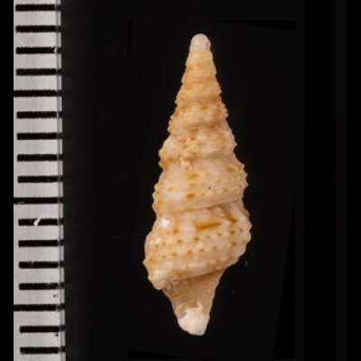 ジュズカケハラブトシャジク Turridrupa astricta consobrinafig.2