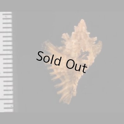 画像2: コガンゼキ