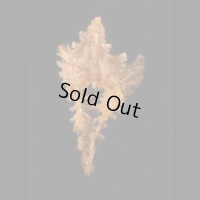 画像3: コガンゼキ