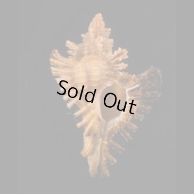 画像1: コガンゼキ