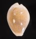 ディバーサハツユキダカラ　(仮称) Erosaria miliaris diversafig.1