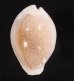ディバーサハツユキダカラ　(仮称) Erosaria miliaris diversafig.1