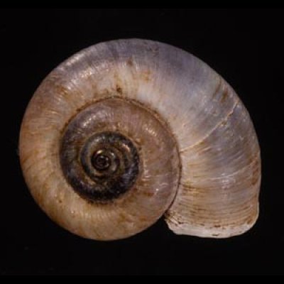 アシフォンエントツアツブタ (仮称) Rhiostoma cf.asiphonfig.1