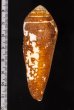イトマキイモ Conus terebrafig.2
