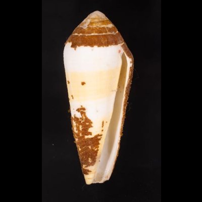 イトマキイモ Conus terebrafig.1