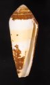 イトマキイモ Conus terebrafig.1