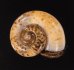 スリランカアツブタガイ Aulopoma itieriifig.1