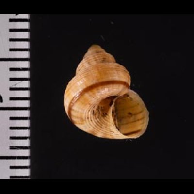 ビグナルヤマタマキビ (仮称) Tropidophora vignalifig.2