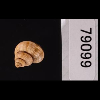ビグナルヤマタマキビ (仮称) Tropidophora vignalifig.3