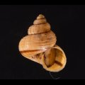 ビグナルヤマタマキビ (仮称)