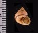 ビグナルヤマタマキビ (仮称) Tropidophora vignalifig.2