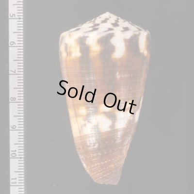 サラサミナシモドキ Conus vitulinusfig.2