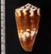 サラサミナシモドキ Conus vitulinusfig.2