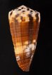 サラサミナシモドキ Conus vitulinusfig.3