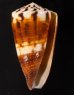 サラサミナシモドキ Conus vitulinusfig.1