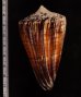 サラサミナシモドキ Conus planorbis vitulinusfig.2