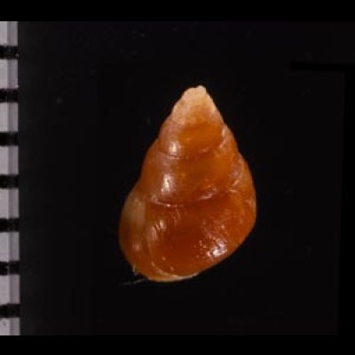 グージェアカチャツボ (仮称) Barleeia gougetifig.2