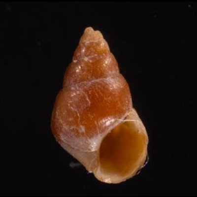 グージェアカチャツボ (仮称) Barleeia gougetifig.1