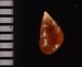 グージェアカチャツボ (仮称) Barleeia gougetifig.2
