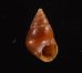 グージェアカチャツボ (仮称) Barleeia gougetifig.1