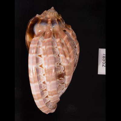 アフリカショクコウラ Harpa majorfig.3