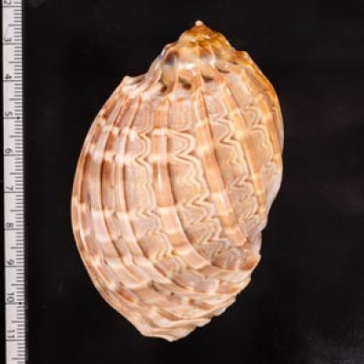 ショクコウラ Harpa majorfig.2