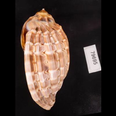 ショクコウラ Harpa majorfig.3