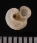 ヒトエボルネオムシオイ (未詳) Chamalycaeus sp.fig.3